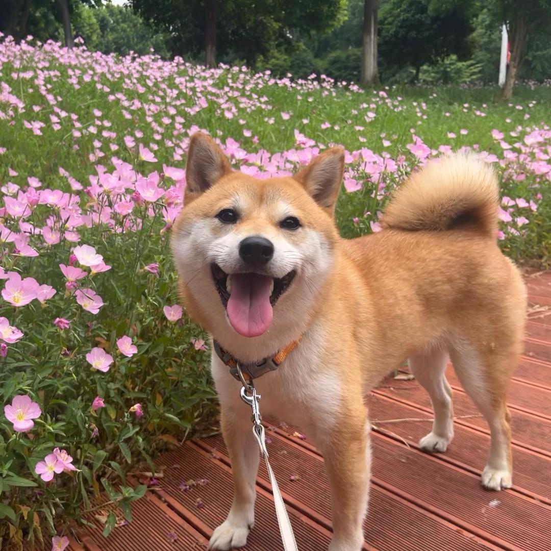 把土豆举高高丶