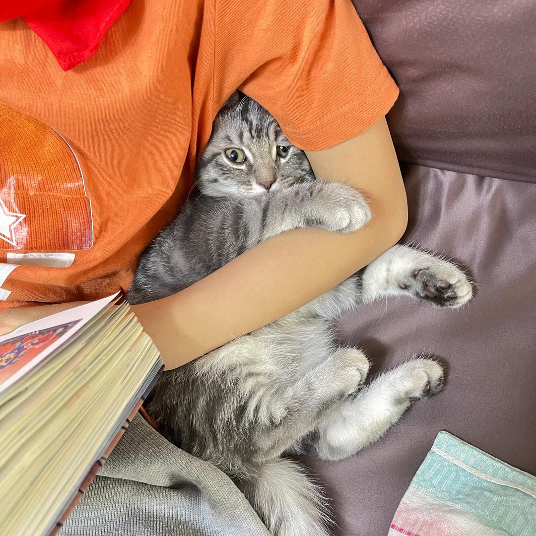 一个娃三只猫的幸福生活