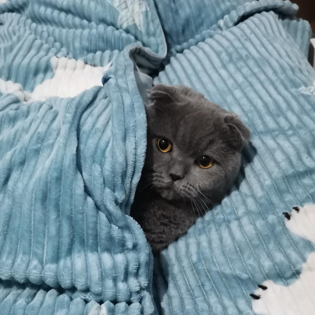 我有猫你有吗🤪