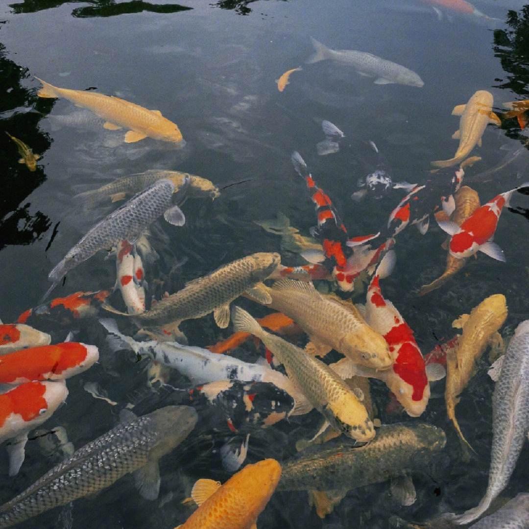 橘化为枳
