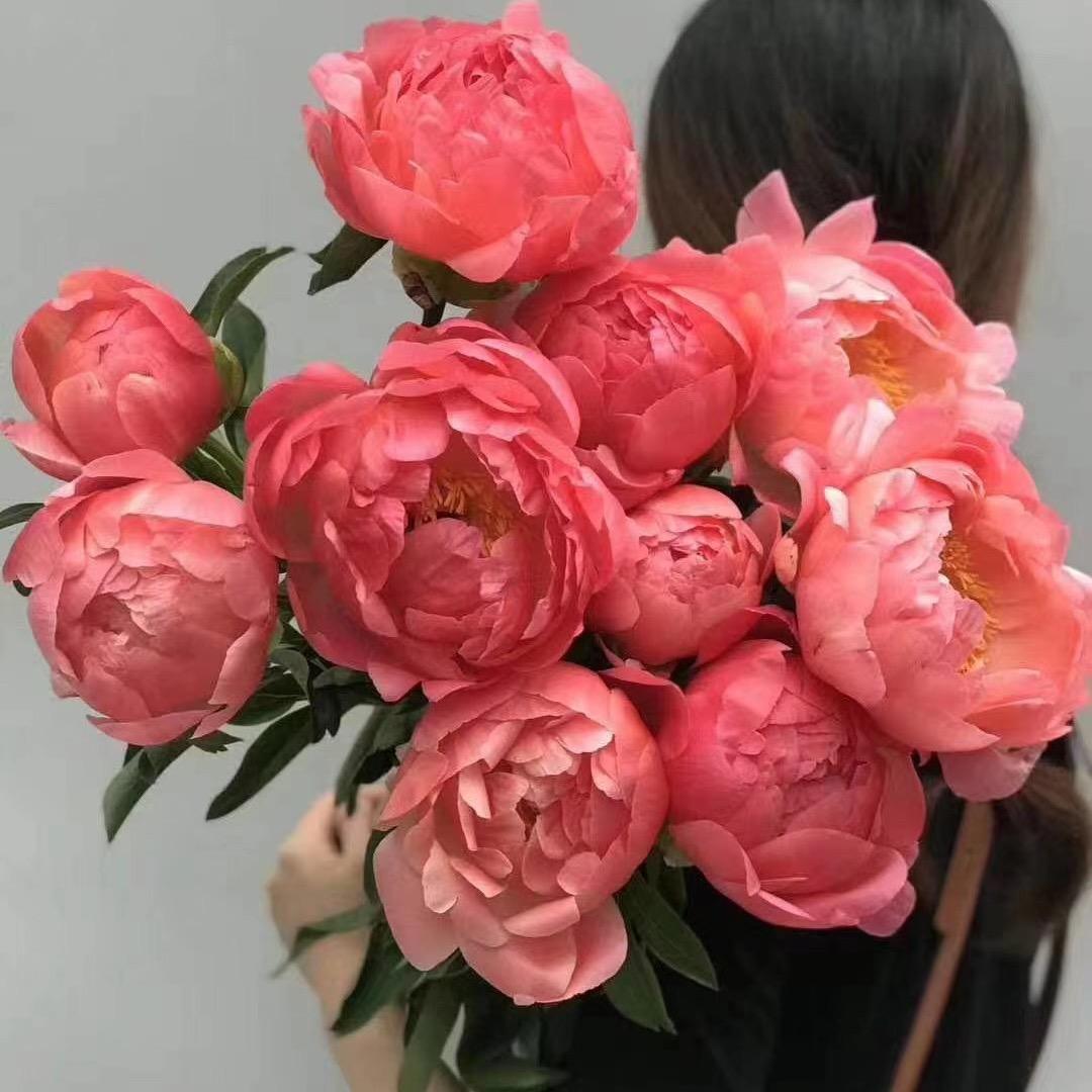 贵妃芍药牡丹鲜花基地