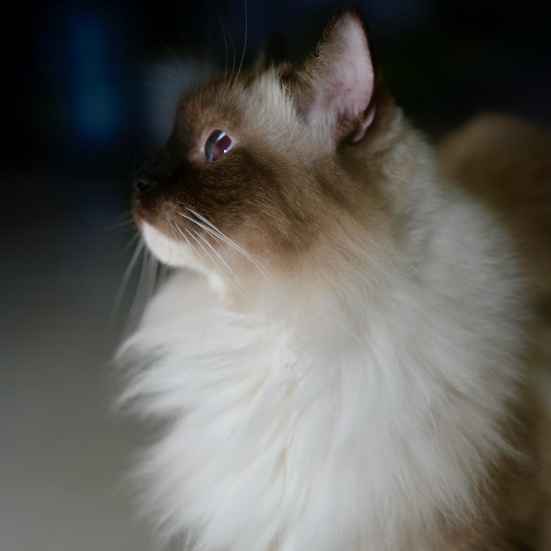 黑白（主机游戏）