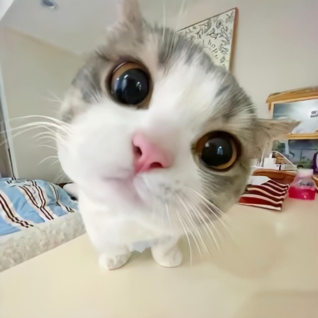 高冷蛋挞