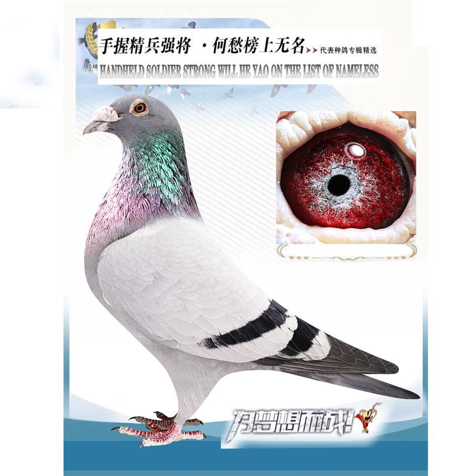 福临百鸽园1