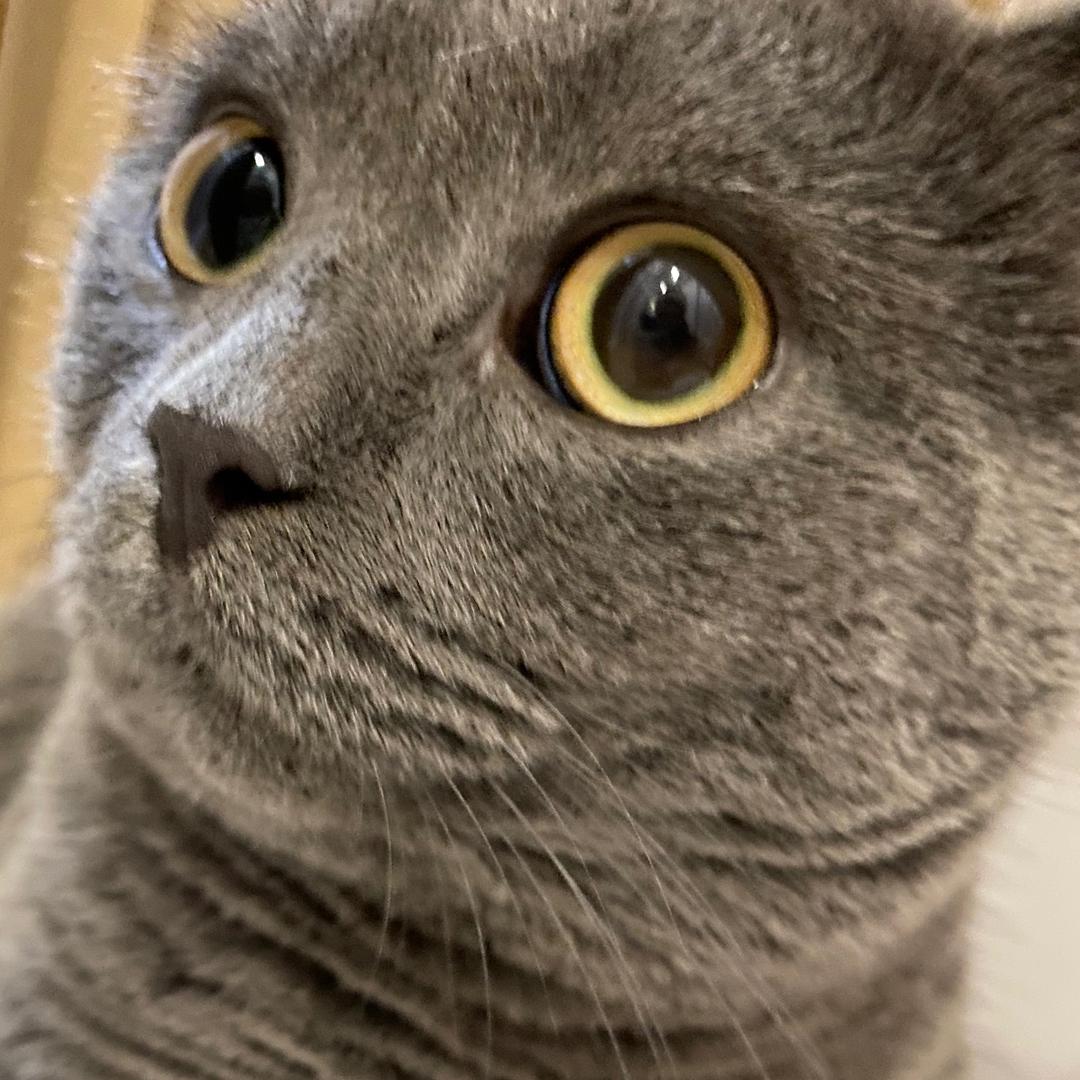 蟹蟹三只猫