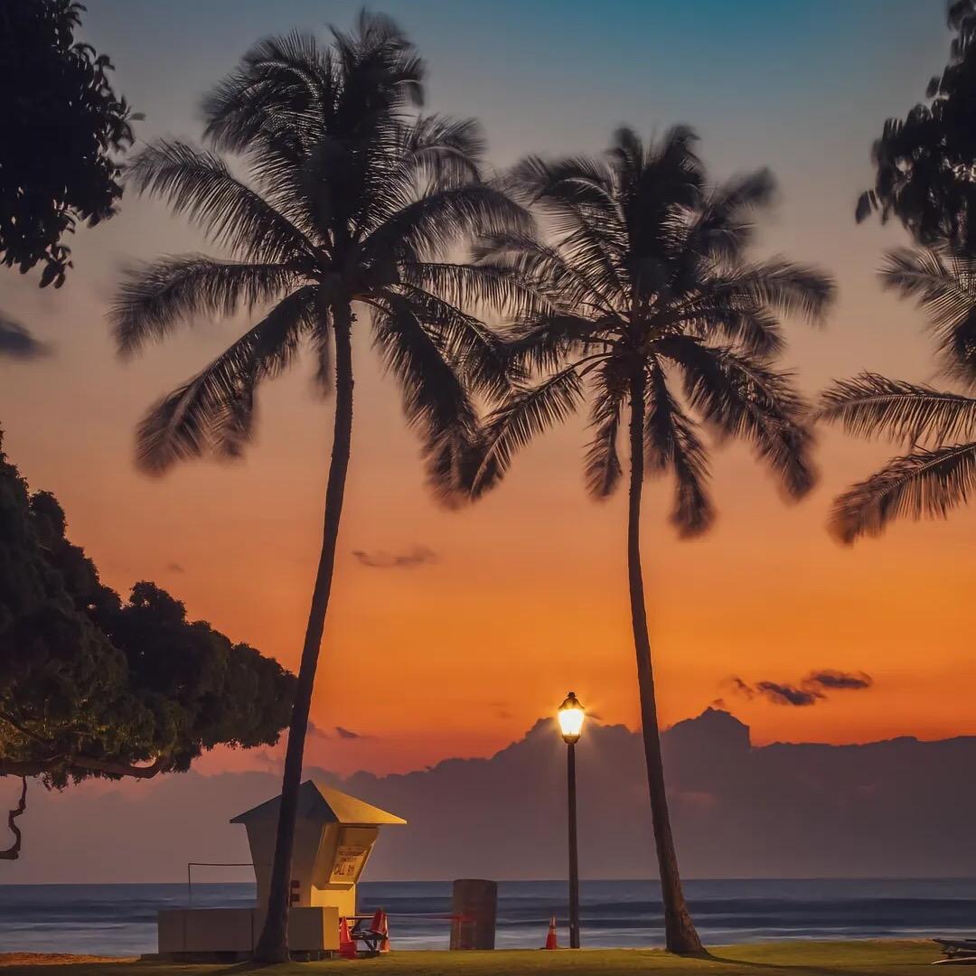 海边的梧桐