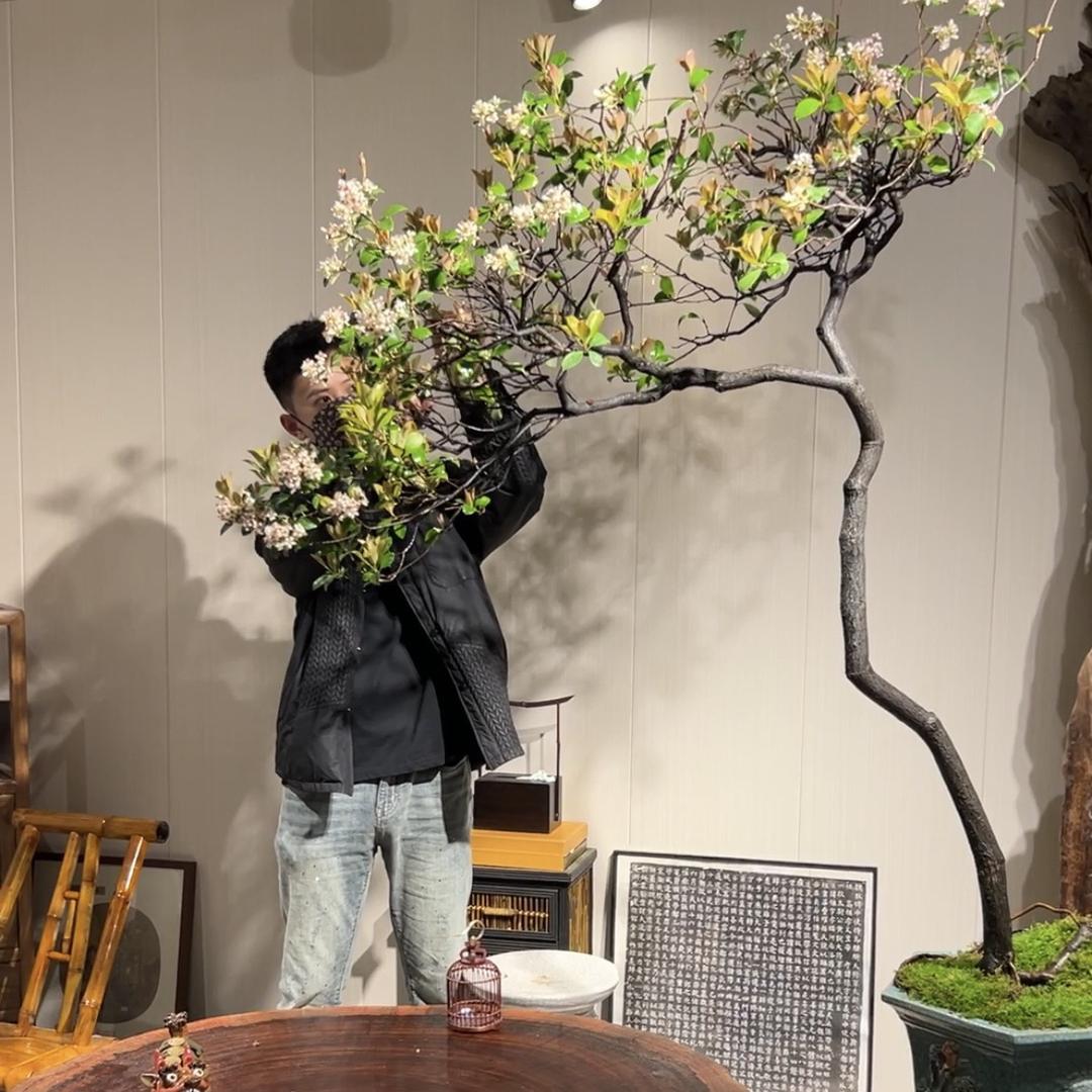 严天｜艺术盆景盆栽