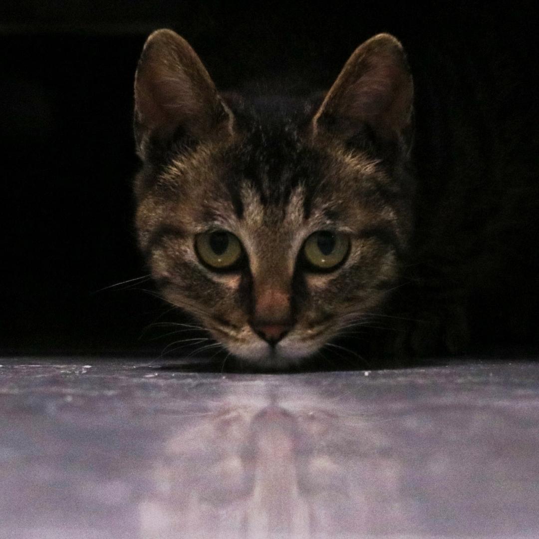 猫的生活家