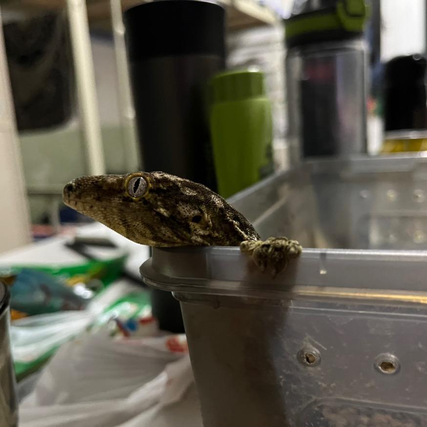 JY和他的动物朋友