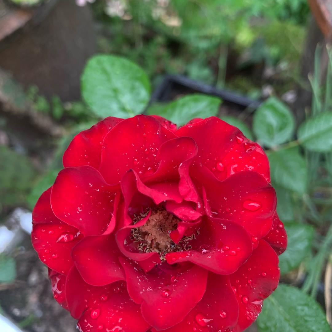 芊叶草
