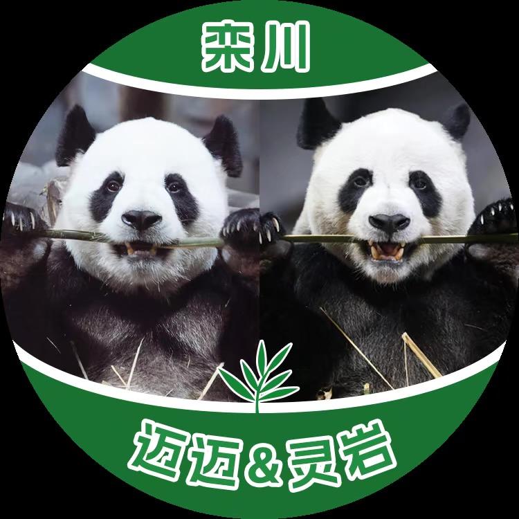 大熊猫灵岩和迈迈—竹海野生动物园