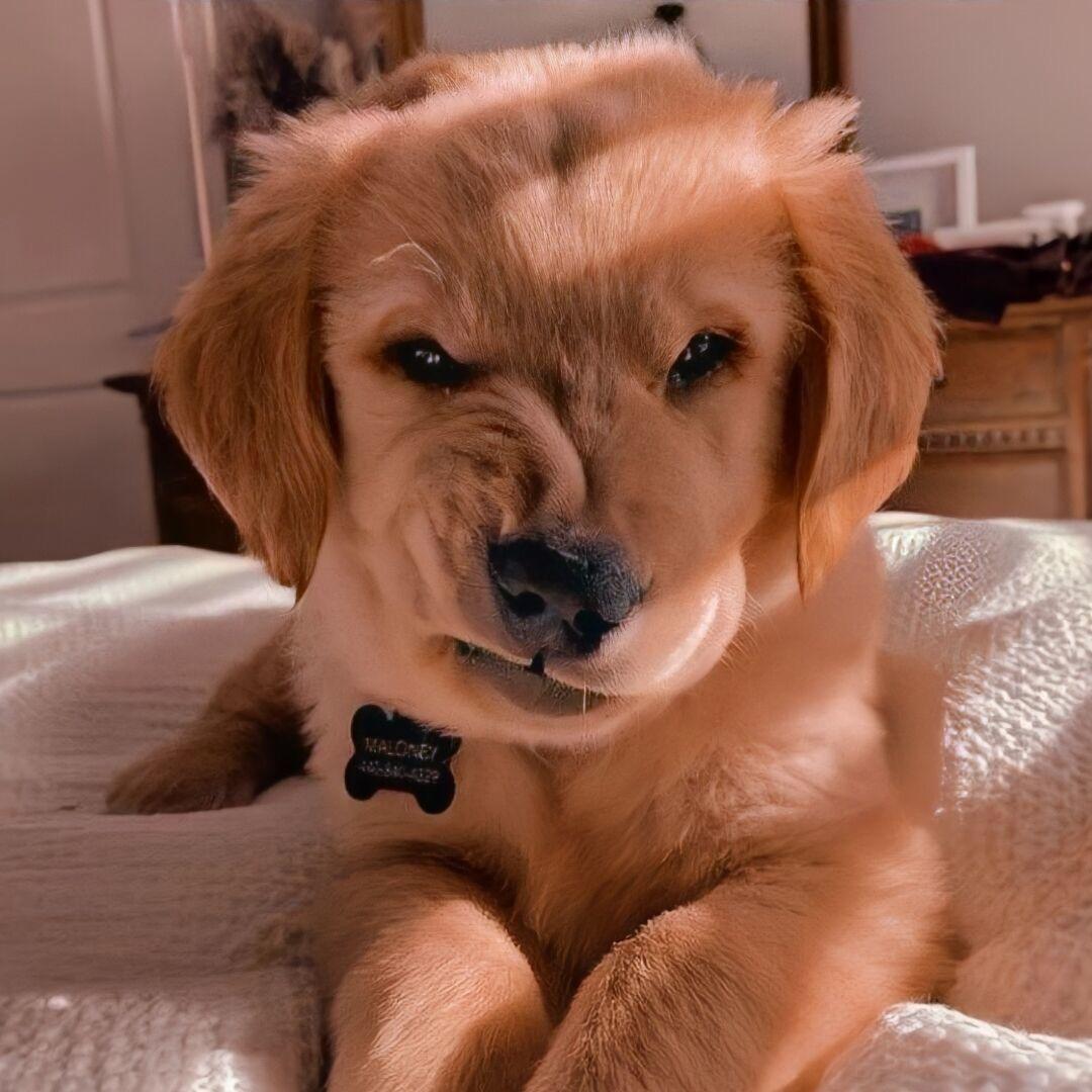 巨能心ʕ̯•͡˔•̯᷅ʔ