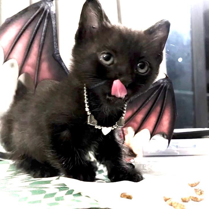 菠萝恶魔爱吃猫