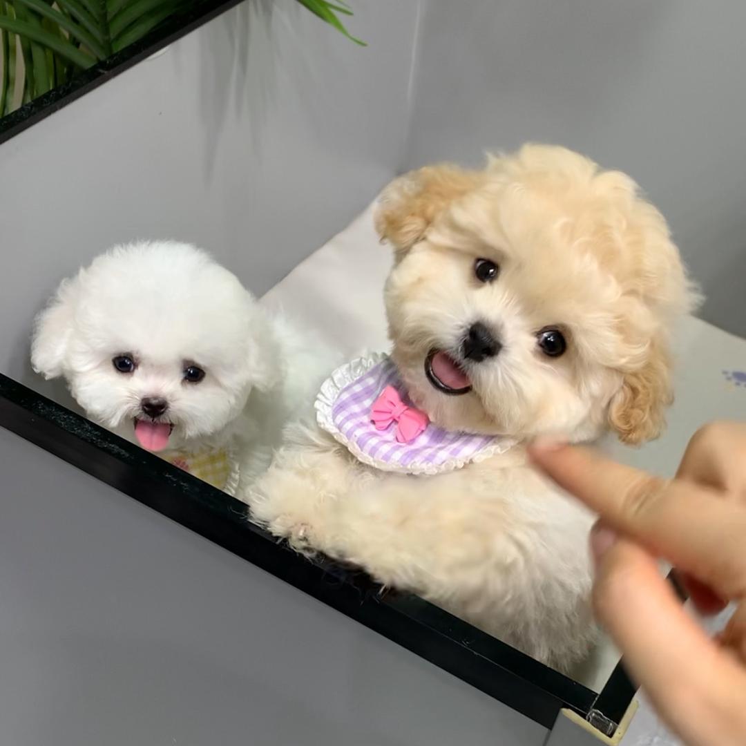 汪星社宠物.麦多萌