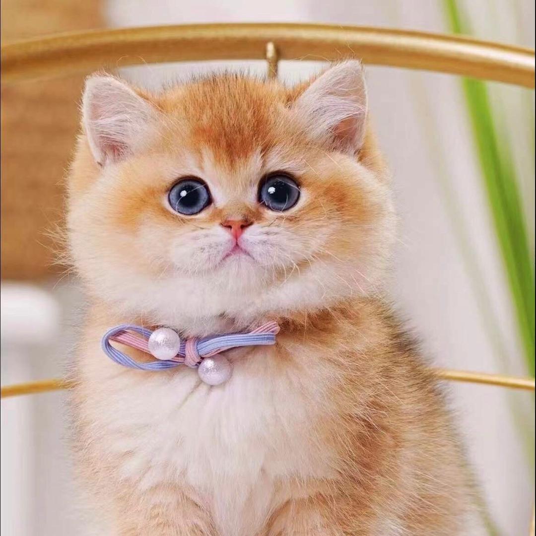 宠物猫之家