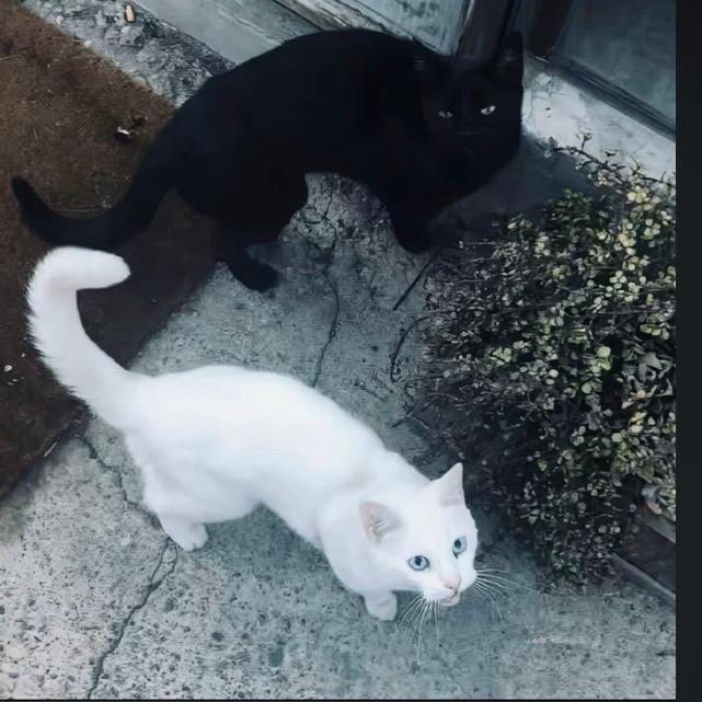 贰玖来了