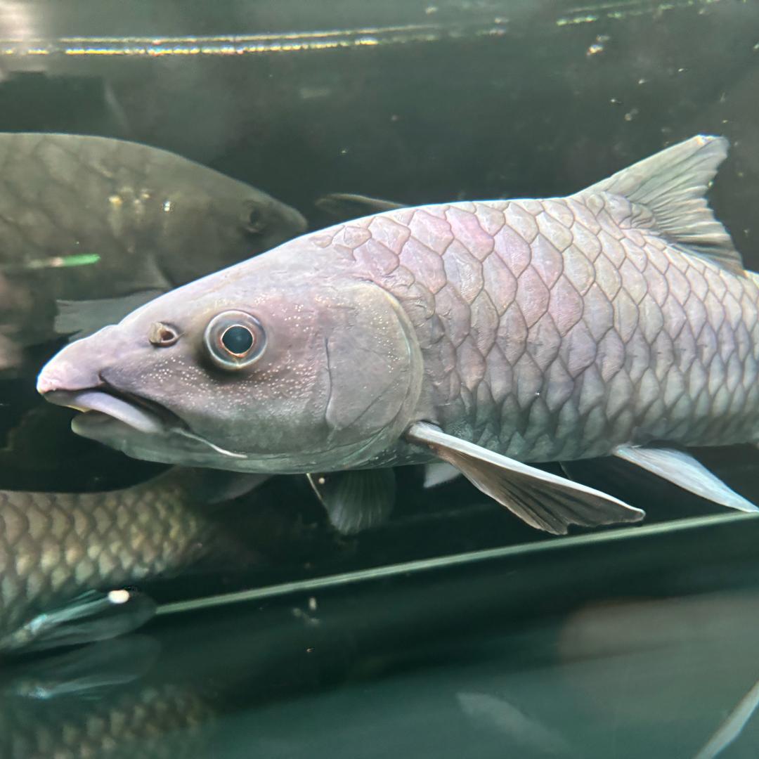 BKK水族店-精品吉罗