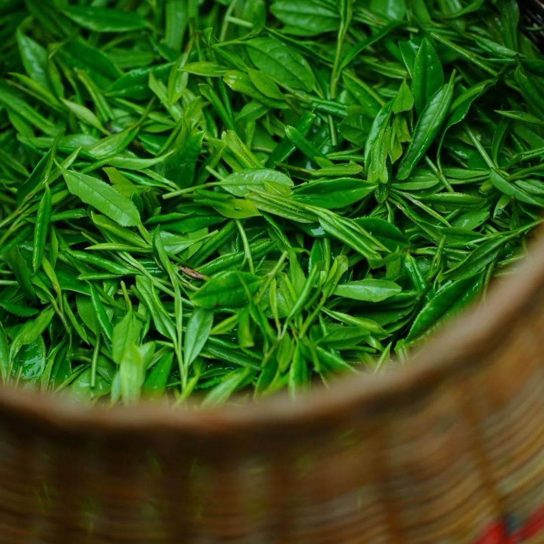 阿文说茶