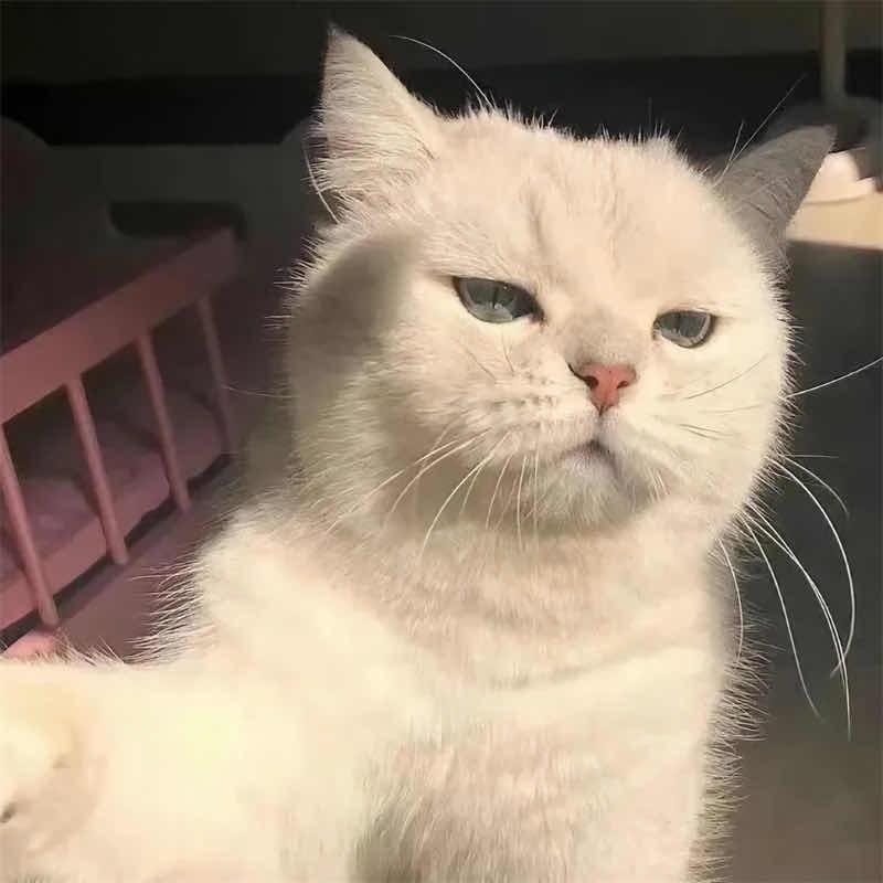 爱吃饼干的小熊