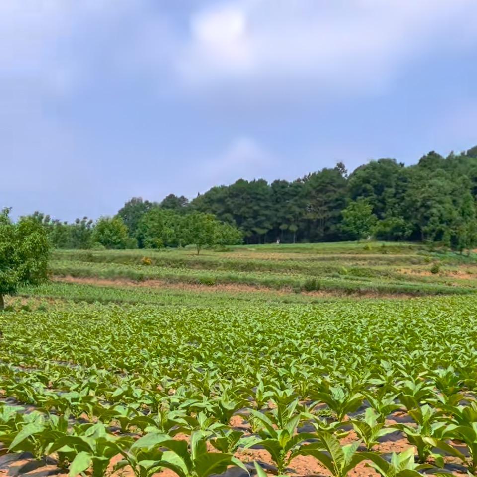 七百金棵得劲技术指导 张薇