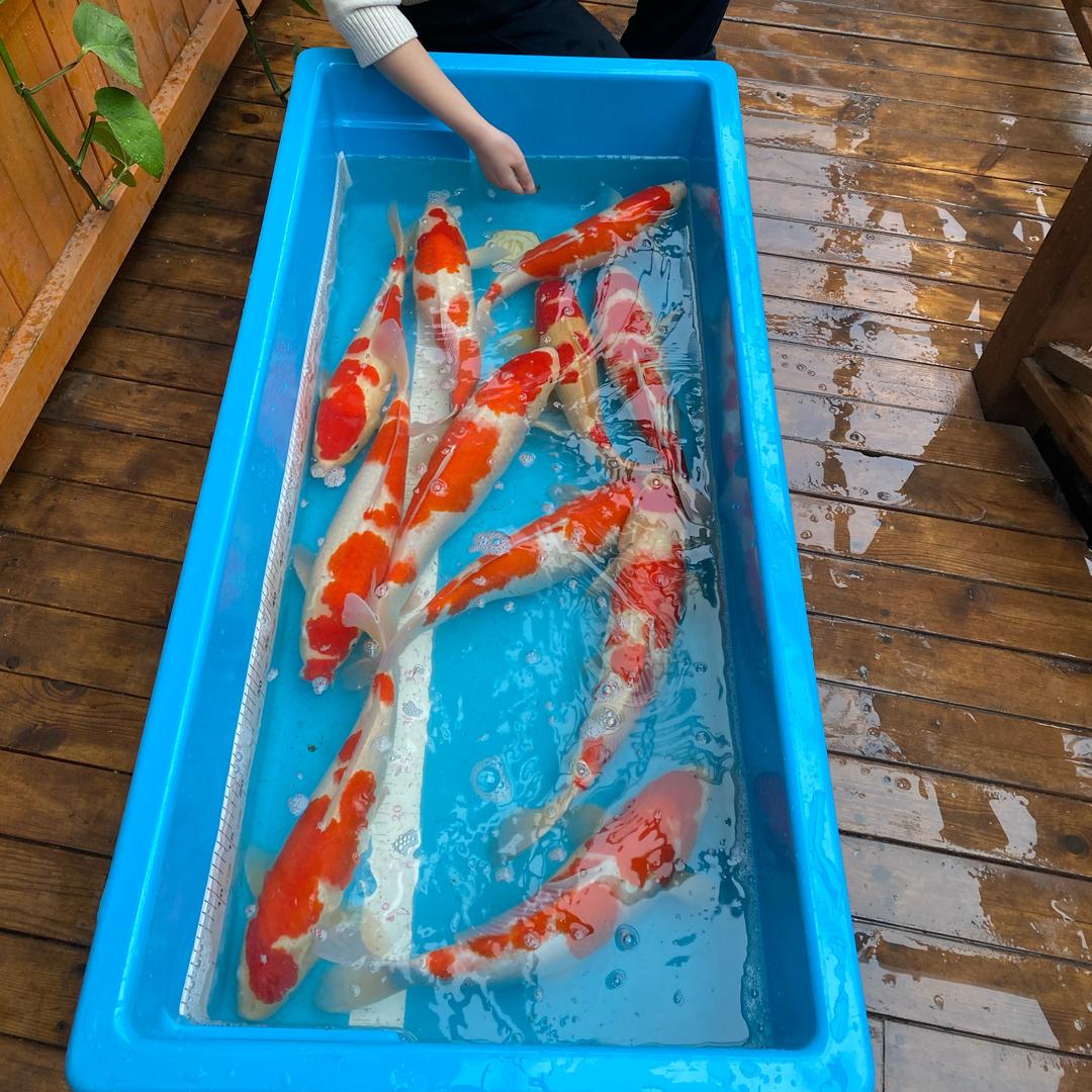 养锦鲤的娃(定制各种鱼池过滤器)