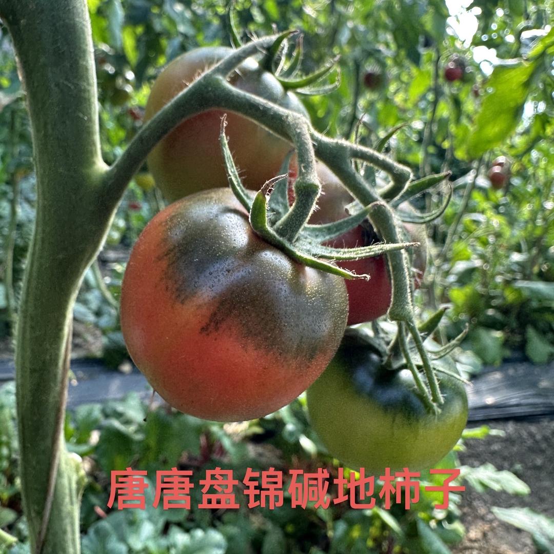 唐唐碱地柿子草莓柿子零售店