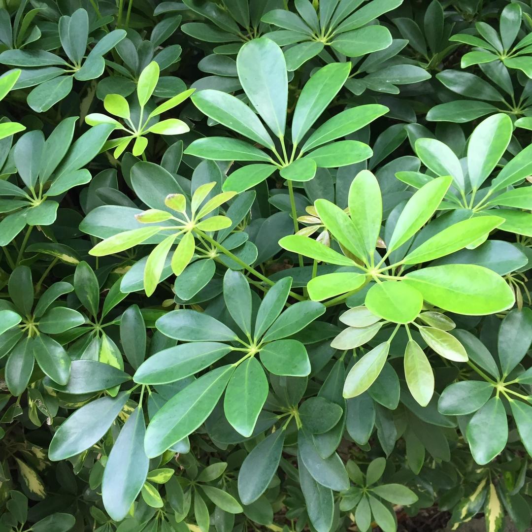 剑兰仿真植物小店