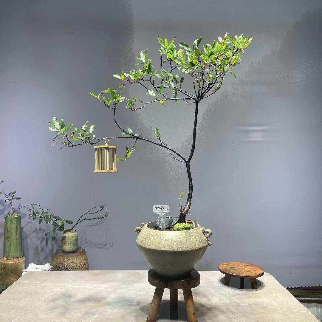 翠花绿植的头像