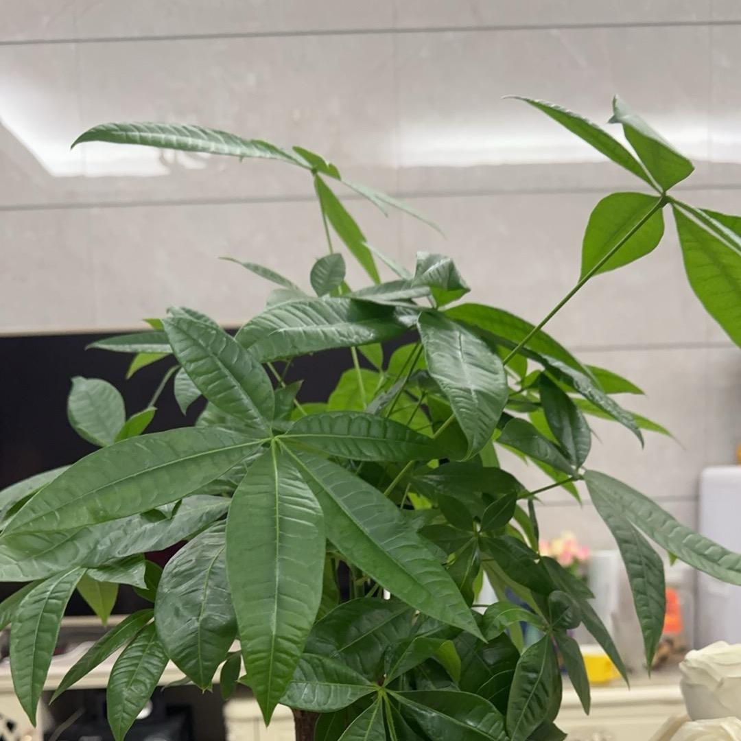 小助理（福利）