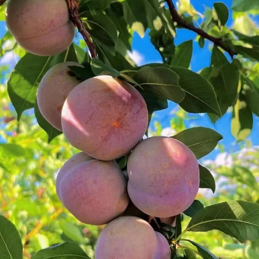 小时达主播慧慧