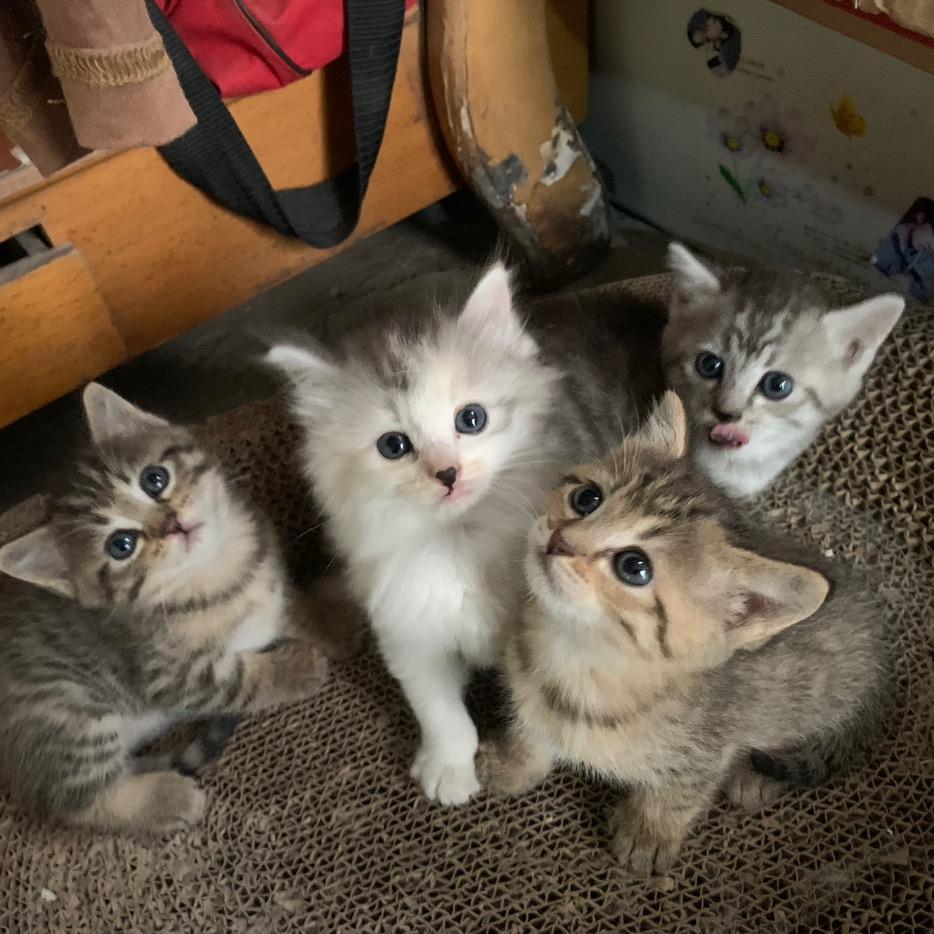 三花猫的朋友圈