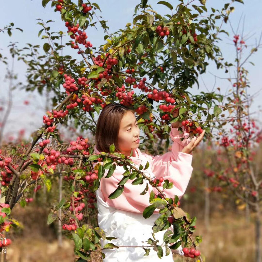 杨凌稷丰创果树苗