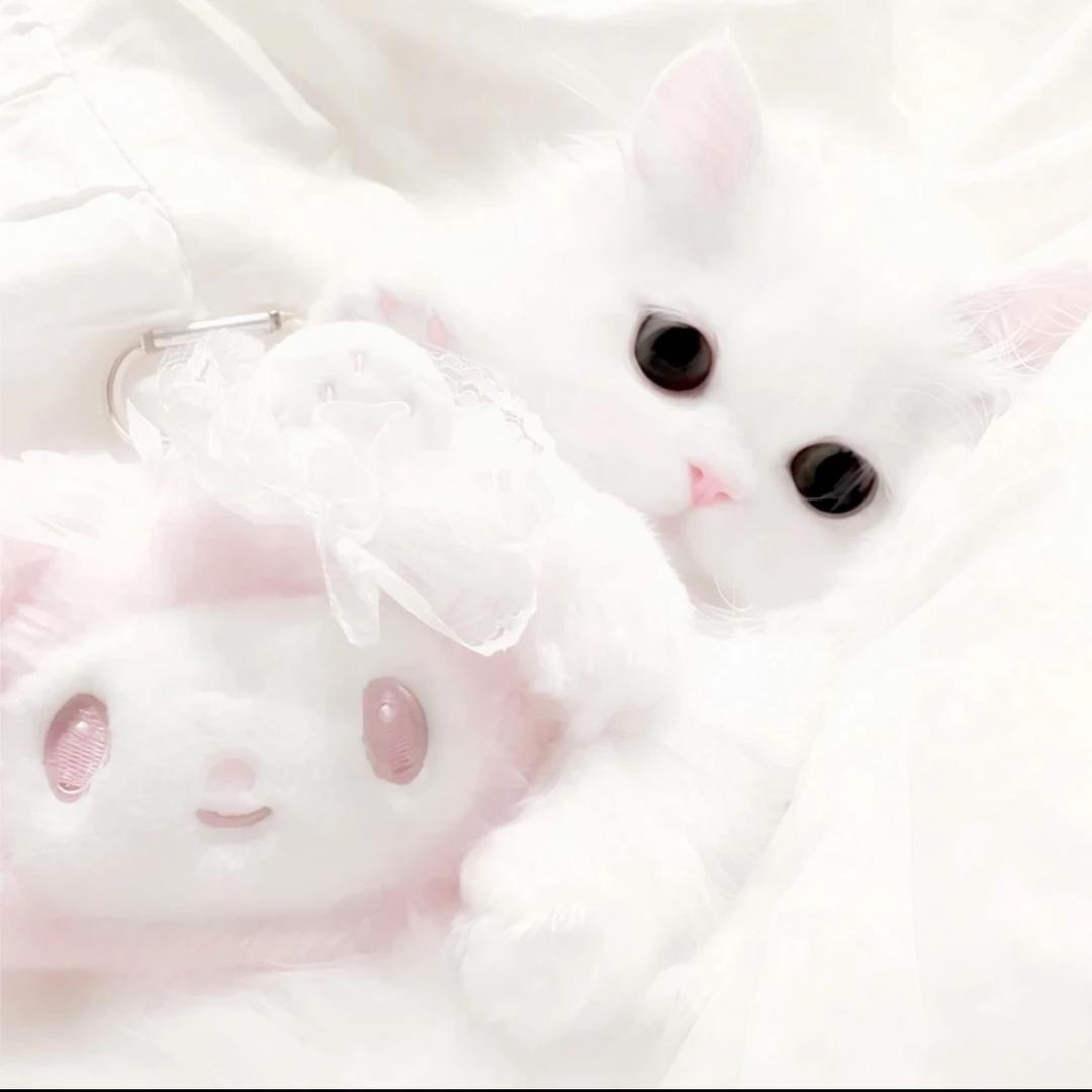 腮腮酱