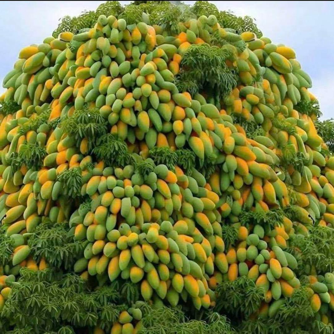 金金果园