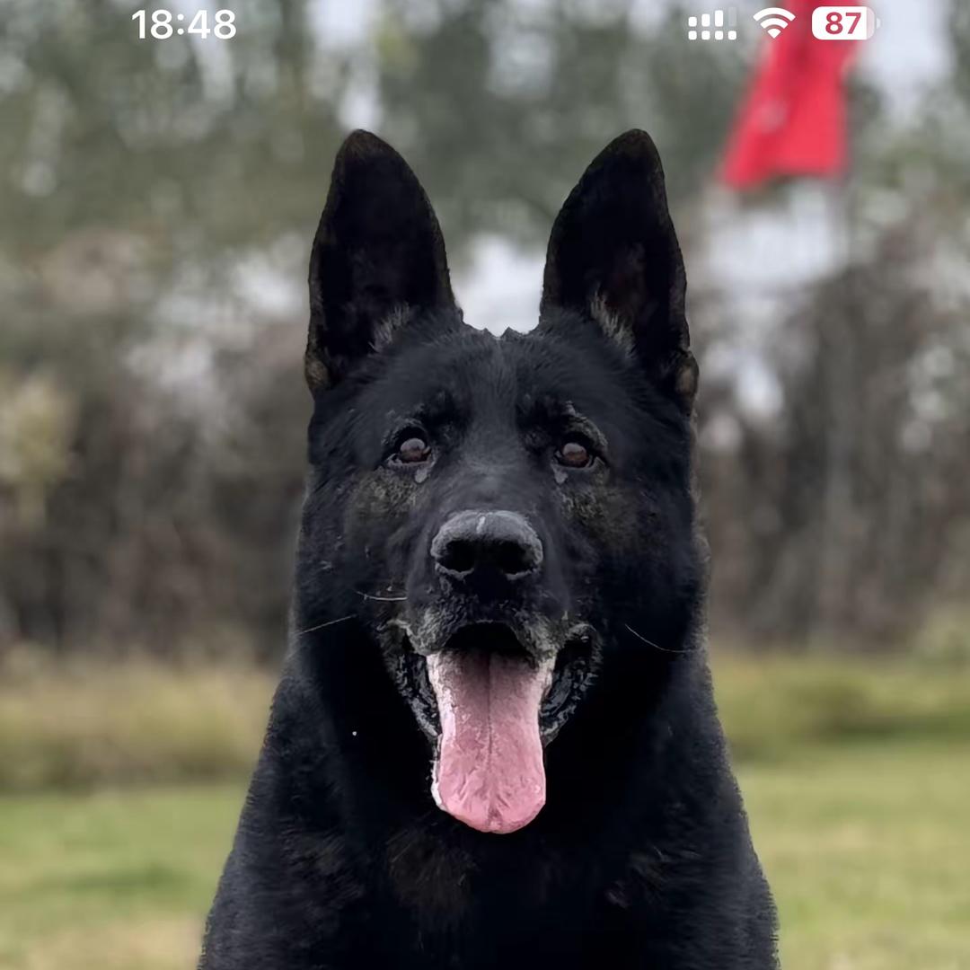 诚实守信爱犬人