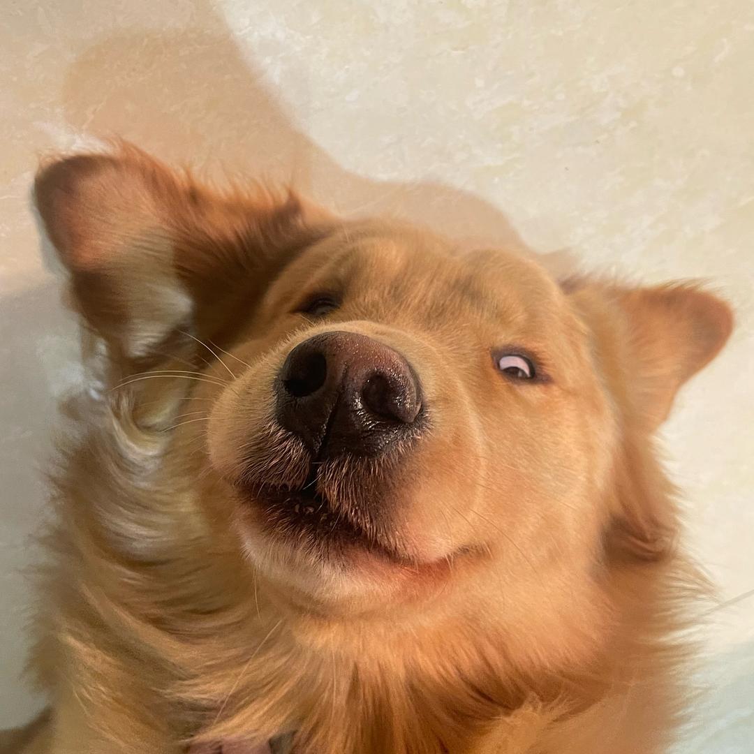 戴丽萱的金毛Heavy