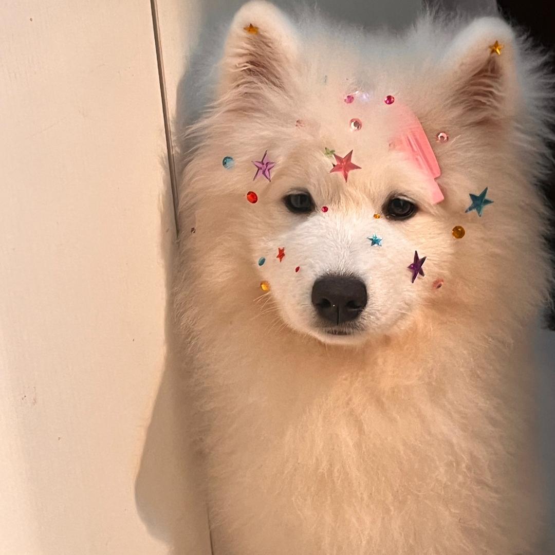 今天有没有吃饭团呀！