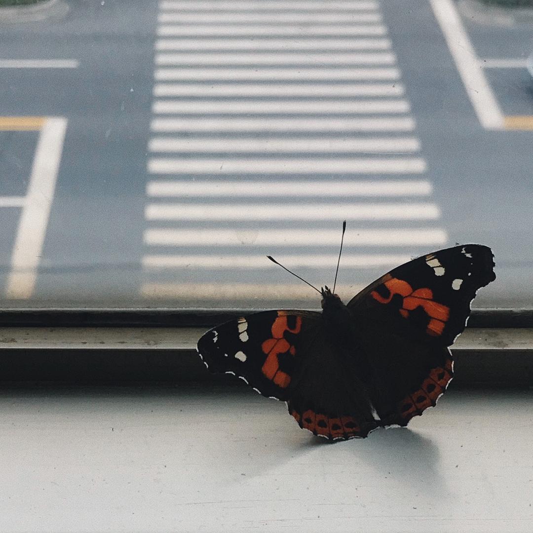 Stinky Butterfly
