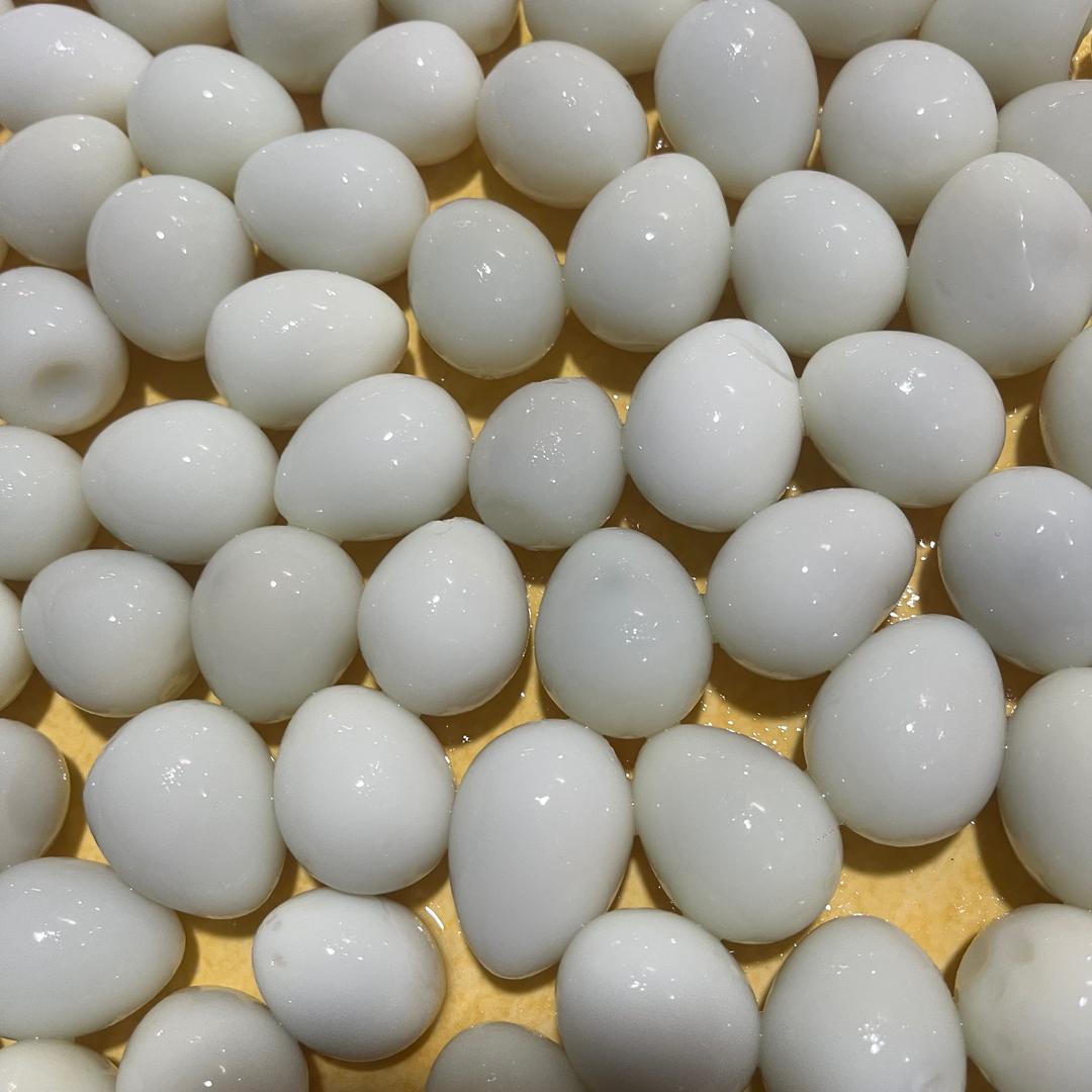 四川小张养鹌鹑