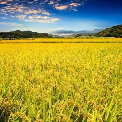 物换星移几度秋/