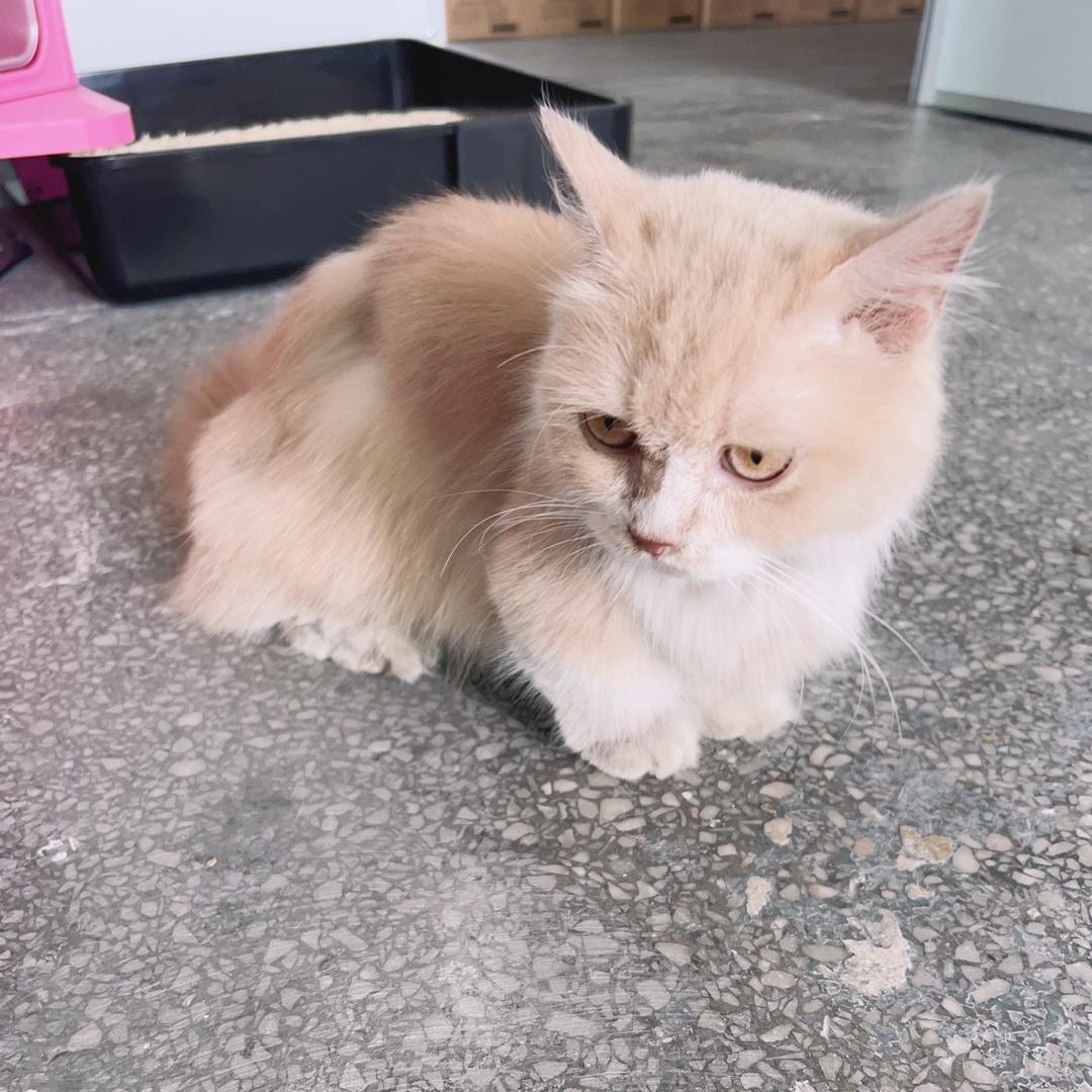 矮脚猫的铲屎官