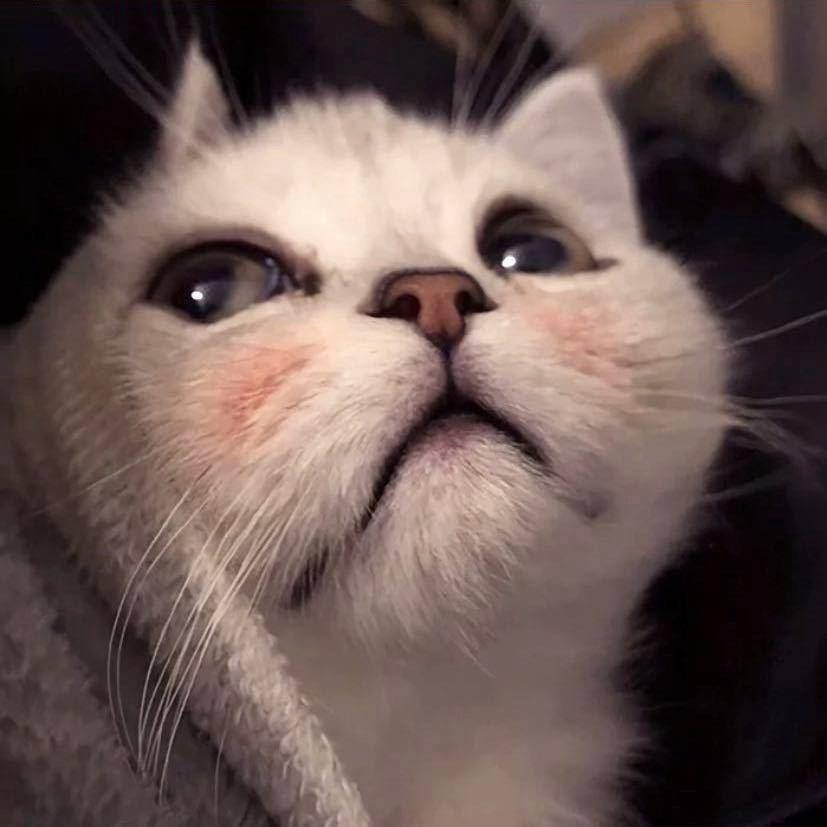 王者荣耀爱笑(带粉流养猪）