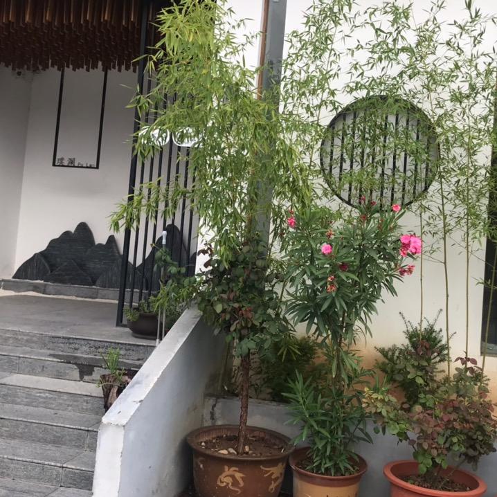 酱香经典