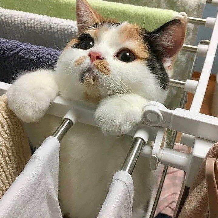 嘎嘣脆