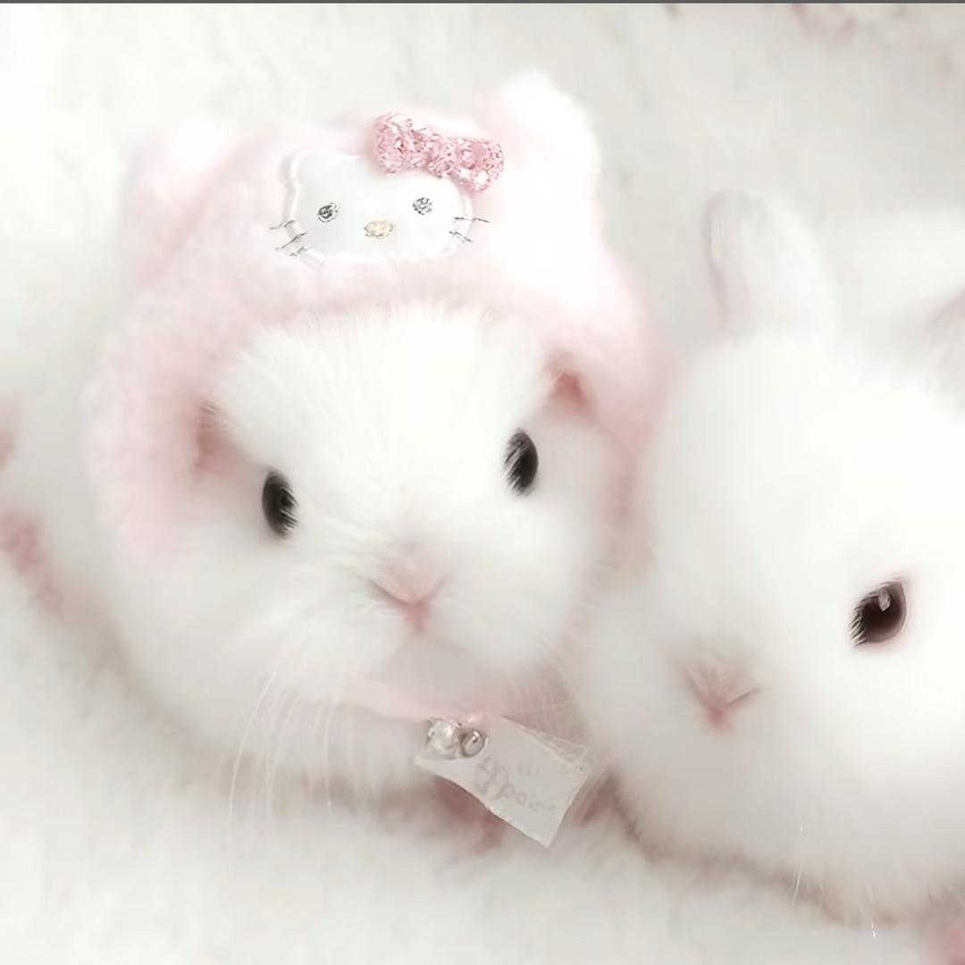 拾月