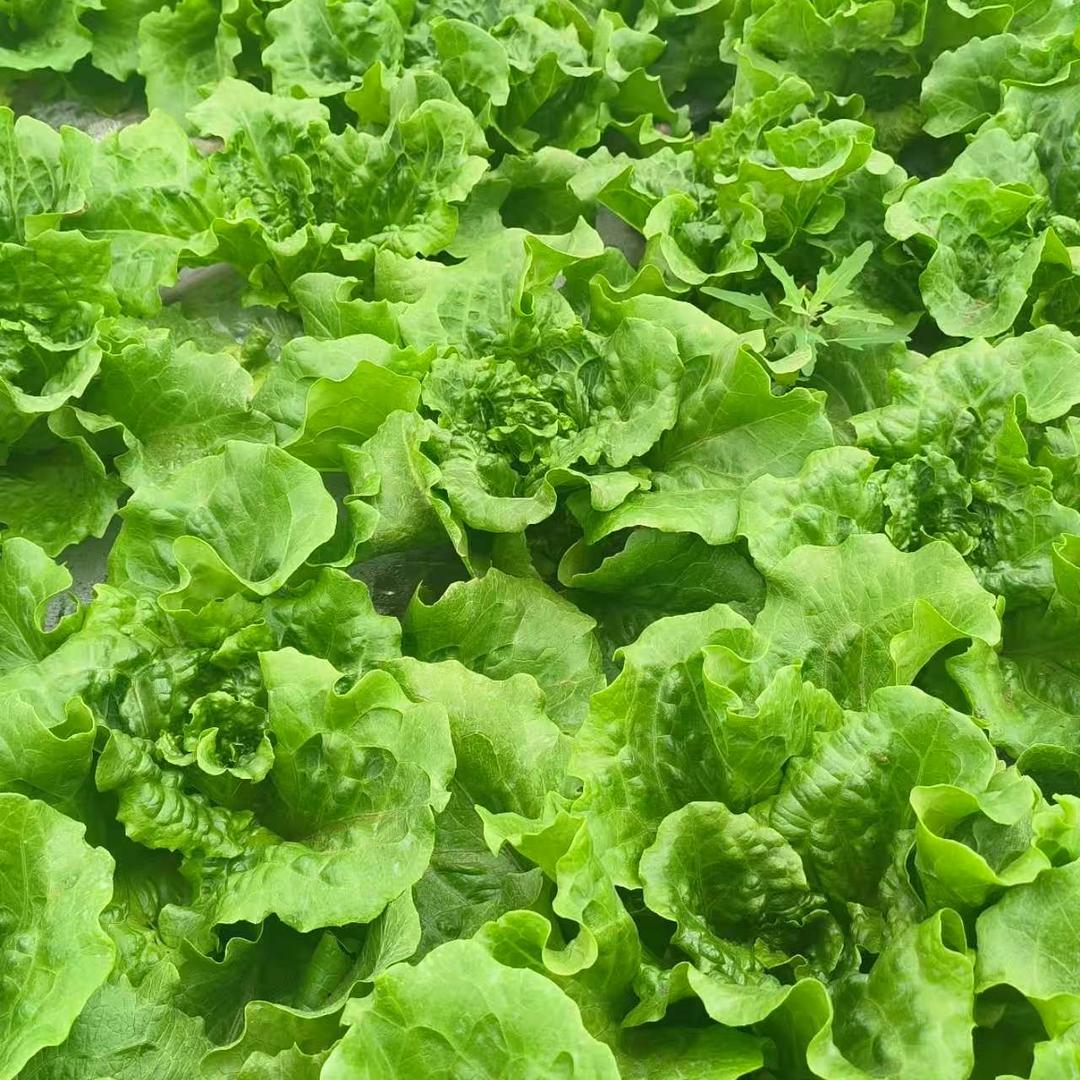 明超蔬菜家庭农场【中牟县】