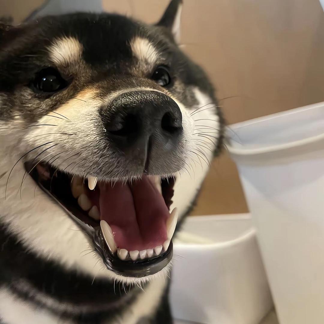 睡醒我就吃汉堡