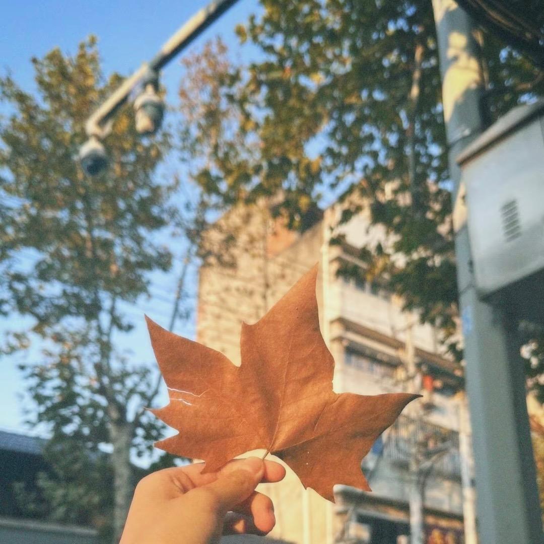 常青树🌲