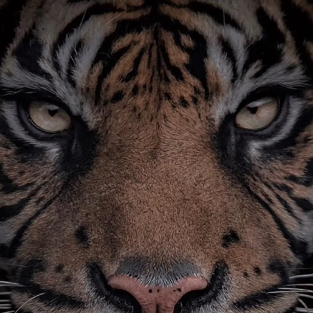 猪猪的守护神