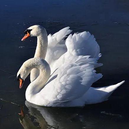 双胞胎鹅绒清货号